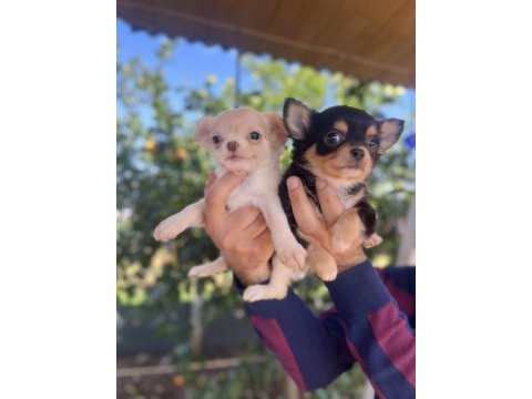 Teacup chihuahua dişi yavrularımız @petclubadanaa