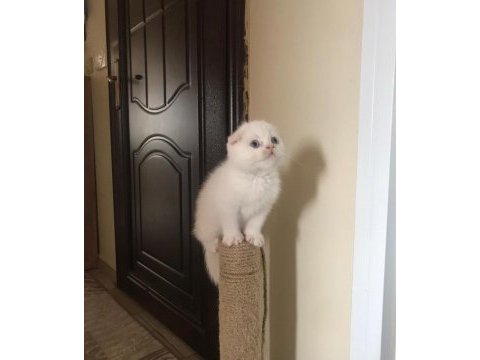 Safkan scottish fold minnaklar