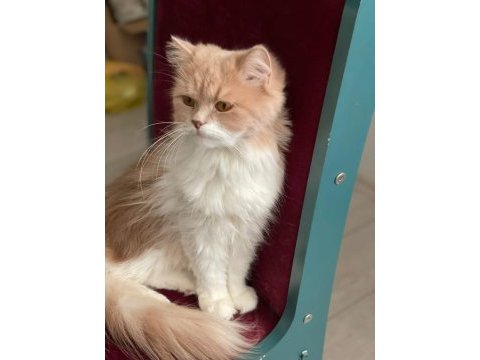 3 yaşında chinchilla dişimizi eş arıyoruz