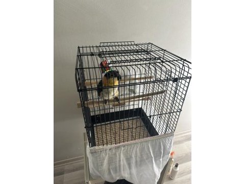 Evcil kayık papağanı kafesi ile birlikte