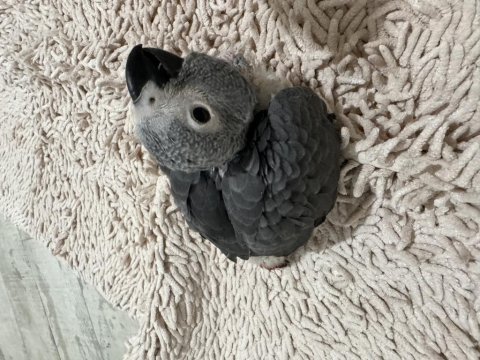 El beslemesi çok evcil bebek jako papağanı