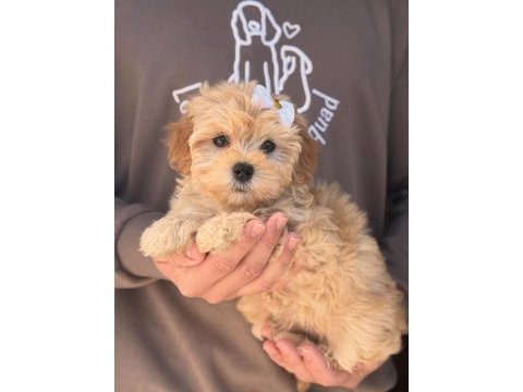 Maltipoo yavrularımız