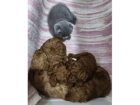 Kore poodle