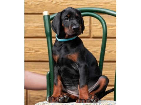 Safkan doberman yavrusu