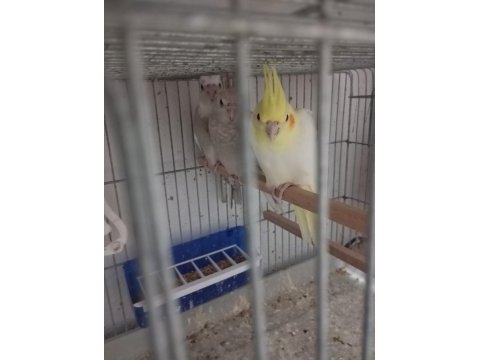 Sultan papağanı minikler hazır