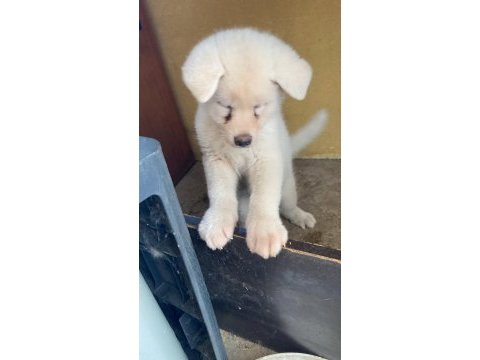 Beyaz akita 