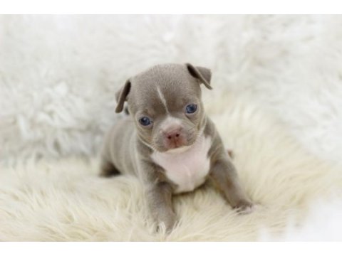Egzotic teacup chihuahua