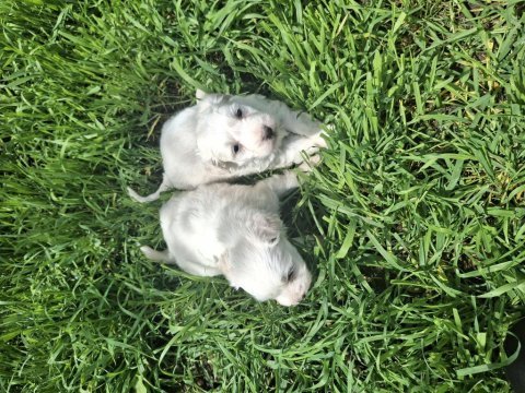 Terrier 2 adet erkek