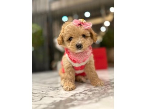 Güzeller güzeli 0 boy kore maltipoo kattie