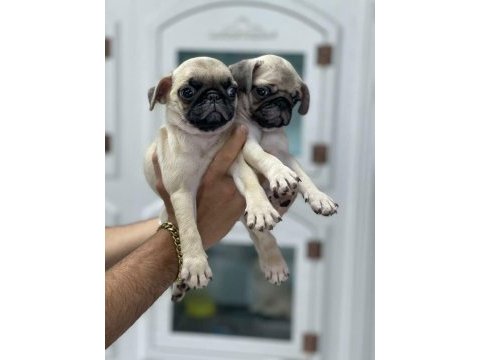 Üst segment güzeler güzeli pug mops