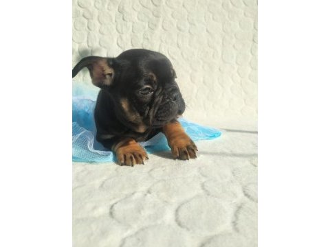 Güzeller güzeli french bulldog bebeklerimiz