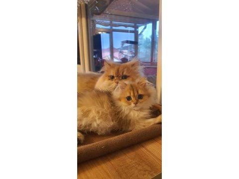 British longhair golden ny12 erkek yavrumuz