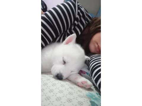 Sibirya kurdu husky 2 aylık köpeğimiz