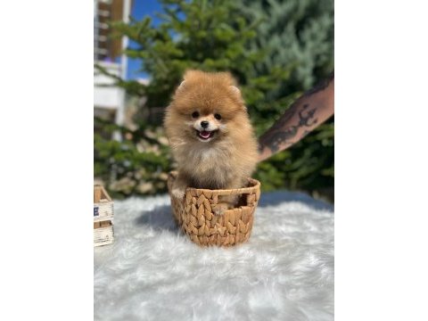 Yeni ailesini arayan pomeranian