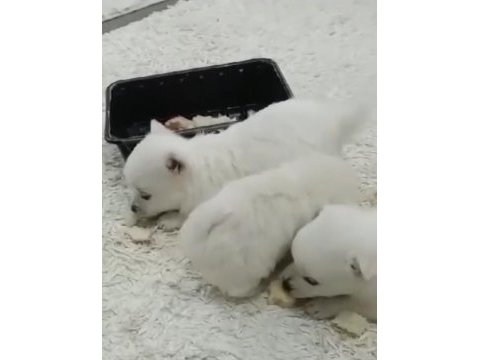 Haylaz spitz yavrularımız yeni mutlu olacağı yuvasını arıyor