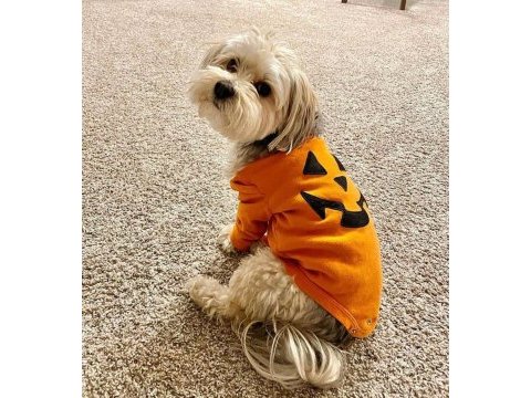 1 yaşında komut ve itaat eğitimli köpeğimiz