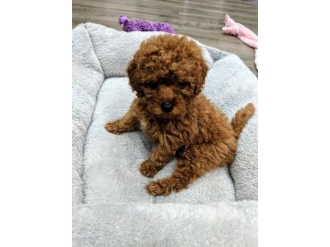 Kıvır kıvır toy poodle bebek 