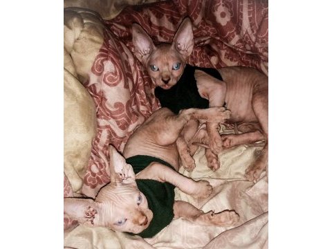 Anne altından 8 mart doğumlu sfenks yavruları