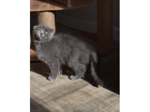Show kalite scottish fold gri yavrumuz