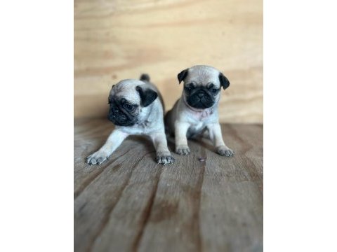 Sevimli pug mops yavrular