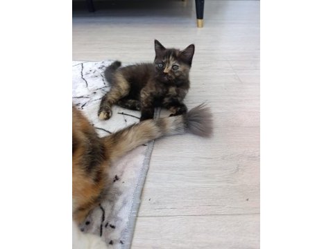 Güzel pamuk kedilerim
