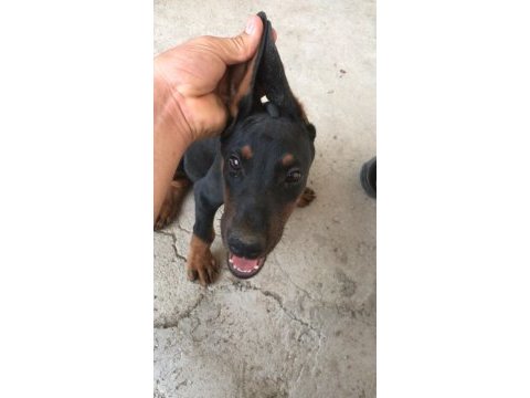 Sahiplendirme doberman