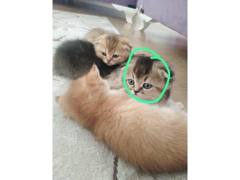 Orjinal safkan britishorthair yavrular