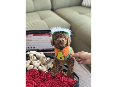 Yakışıklı oğlum odin büyümeyen toy poodle
