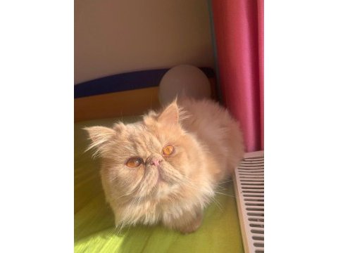 Erkek persian kedimiz