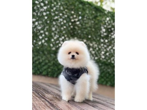 Pomeranian boo yavrular