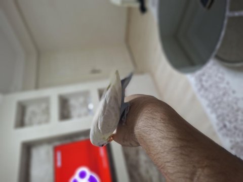 Bebek cennet papağanı