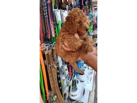 Toy poodle