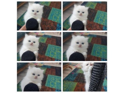 British longhair