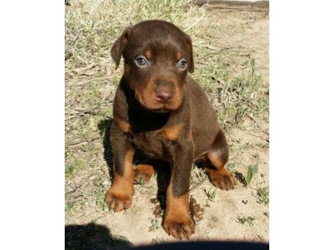 A kalite doberman yavrular
