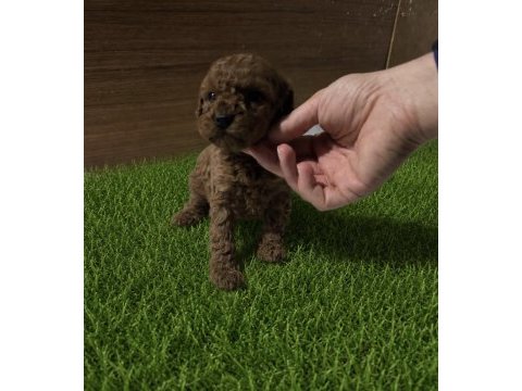 Toy poodle yavrular