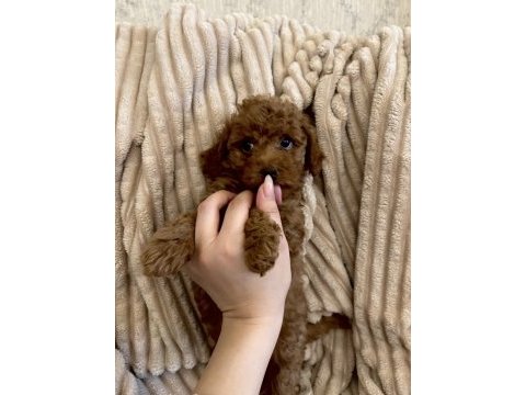 Minyatür red poodle yavrularım