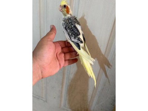 54 günlük kusursuz sultan bebek