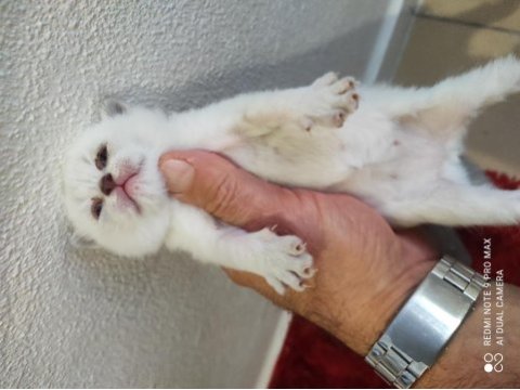 British shorthair 26 günlük yavrular