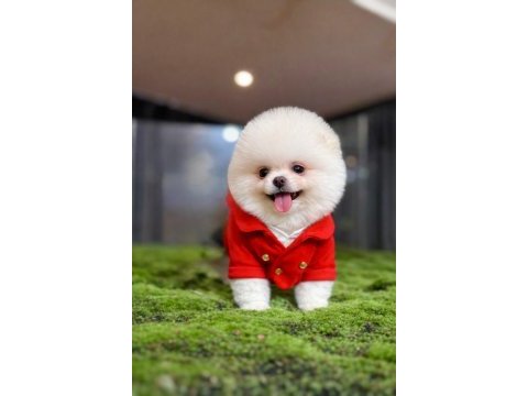 Dişi erkek teacup teddy bear garantili pomeranian yavrularım
