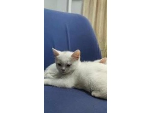 Sevimli iki bacı kedimiz