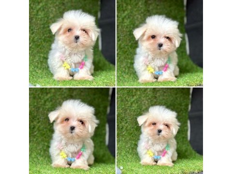 Mükemmel güzellikte minik maltipoo bebekler