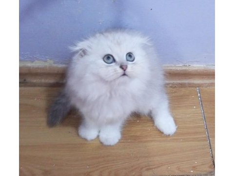 Safkan scottish fold ve straight yavrular catteryden