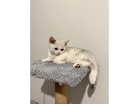 2 aylık british shorthair yavrular