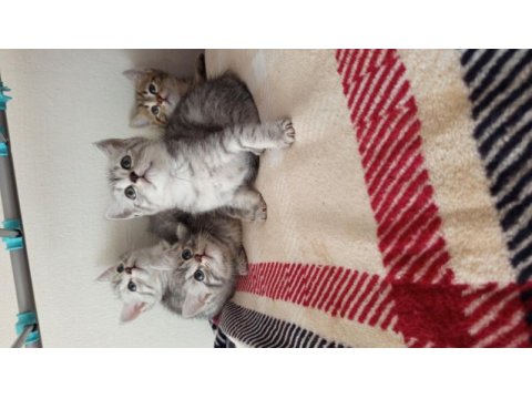 British shorthair yavrularımız yeni ailelerini bekliyor