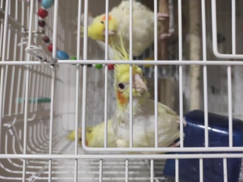Yavru sultan papağanları