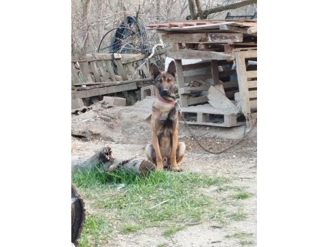 Belçika kurdu (malinois)