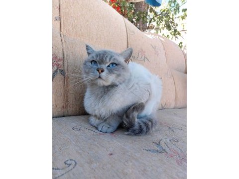 Blue point british shorthair