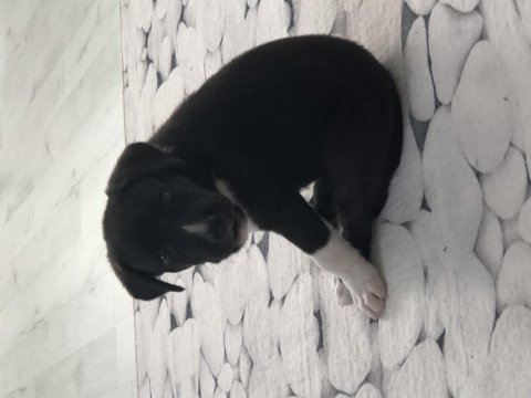 Labrador cinsi yavru köpek