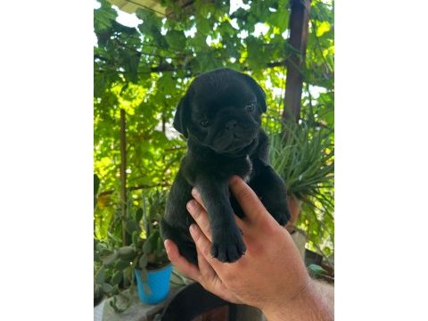 Yavru sevimli 45 günlük siyah pug