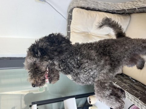Toy poodle 8 aylık